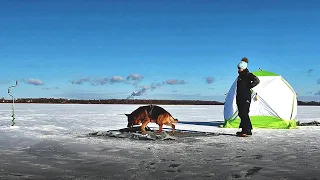 НА ЛЬДУ С СОБАКОЙ. Зимняя рыбалка в ПАЛАТКЕ С НОЧЁВКОЙ. Ищу леща #231