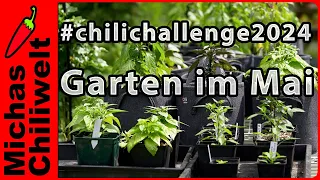 #chilichallenge2024  |  Garten im Mai  |  Gibberellinsäure  Update  GA3