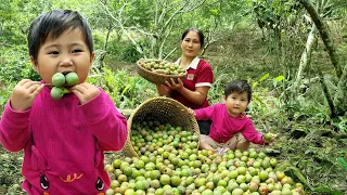 Harvesting plums for sale | Build a shelter for guinea pigs after a landslide