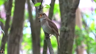 Пение соловья / Nightingale Song #пениесоловья #nightingalesong