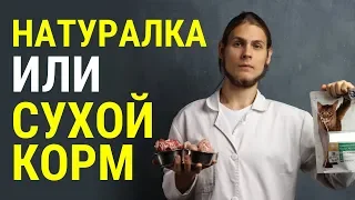 Какие преимущества натуралки перед сухим кормом? Рассказывает ветеринар Дмитрий Русаков.