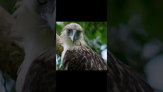 The Philippine Eagle (aka the Monkey-Eating Eagle)