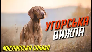 Угорська вижла(Венгерская выжла) / Опис породи, характер, догляд