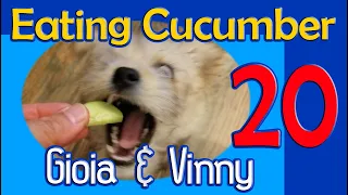 Video 20: Gioia Eats Cucumber
