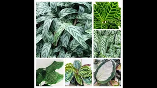 16 Pretty Calathea Plants for Indoors | Calathea Varieties that You Can Grow Indoors