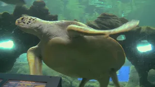 Oceanarium Bournemouth - Old Promo Video