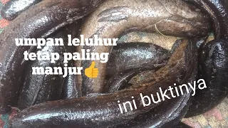 mancing gabus bujuk,dengan umpan warisan gacornya gak ketulungan😱