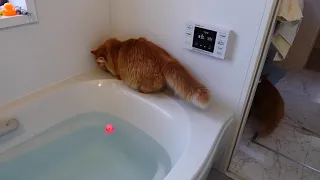 A cat fell into the bath tub 2~ 720p