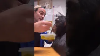 Sharing is caring: #limbani the #chimpanzee and human enjoying a healthy soup snack