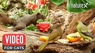 In a peaceful garden, small flocks of birds and squirrels come together to eat and play