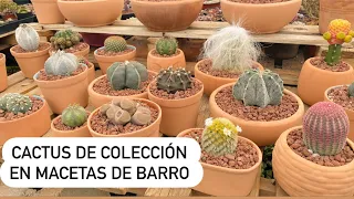 Cactus y suculentas de colección/ 1er vlog de Chadé 😊