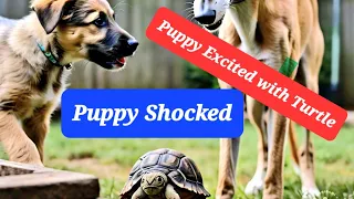 Puppy Excited  | Funny puppy | Funny dog.