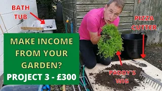 Make MONEY from the Garden. PROJECT 3 - £300 from 'Mind your own business' plant. Helxine soleirolii