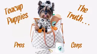 Teacup Yorkies | Micro Dogs | The Truth | Pros & Cons | Watch Before You Buy | Céline + Me