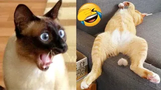 New Funniest Animals 2024 🤩Funny Cutest Cats and Dogs Videos😺🐺!! Part 40