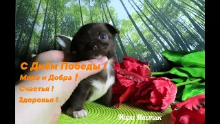 С Днём Победы ! 09.05.24 Мира и Добра ВСЕМ людям во ВСЕХ странах Мира ! #chihuahualove