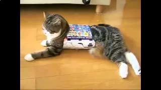Смешные кошки 2015 - Кошка напялила на себя коробку и довольна!