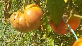 Backpulver für tomatenpflanzen