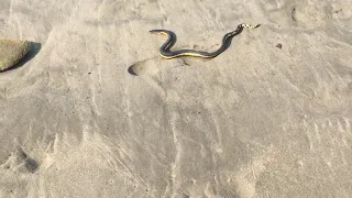 "Dangerous Beauty: The Yellow Belly Sea Snake"