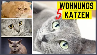 Katzenrassen für die Wohnung – 5 super und 5 furchtbare Katzenrassen für Wohnungshaltung