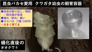 昆虫バカセ愛用 クワガタ幼虫の飼育容器