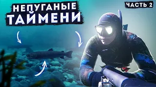 НЕУЖЕЛИ ЭТО НАЯВУ? ТАЙМЕНИ ВОДЯТ ХОРОВОД ВОКРУГ МЕНЯ (часть 2)!