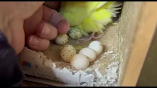 'DREAM'S' NEW BABY DOING WELL - BUDGIES ARE HAPPY!  8 APRIL MONDAY