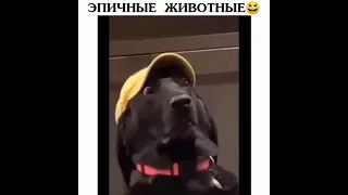 Эпичные животные приколы 🐾