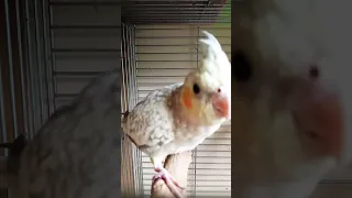 Beautiful Young Cockatiel female in happy mood