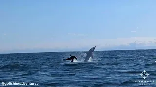 Mako Shark Hunting Seal Crashes into Kayaker