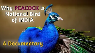 Why Peacock is National Bird of India | A documentary on Peacock.