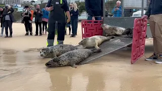 Seal Release of Chilli, Zimt, Peri Peri, Star Anise, Sabine, Wedgie and Splodge on the 30th Nov 2022