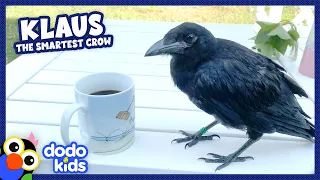 Super Smart Crow Loves His Human Dad ❤️ | Dodo Kids