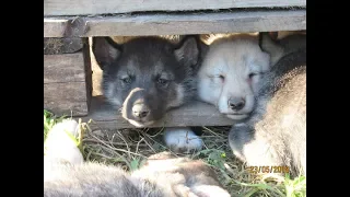 За щенками и лайками можно наблюдать бесконечно