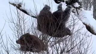 Alaska Coastal Brown Bears Waking Up to Play in the Snow