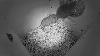 Unsuspecting Squirrel Surprised by Barred Owl