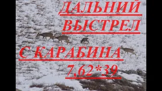 КАК ЭТО БЫЛО ВЫСТРЕЛ НА 567 МЕТРОВ ПО СИБИРСКОЙ КОСУЛИ SHOT AT 567 METERS ON SIBERIAN ROE DEER