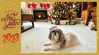 Happy New Year 2023 from Lacey! 🎉✨🥳 | Shih Tzu enjoys a fruit snack🍈😋 | Cute dog 🐾