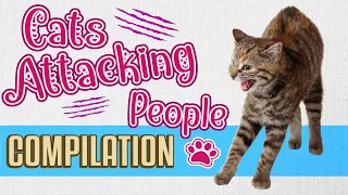 Cats Attacking People Compilation 😹 | 🙀 Funny Angry Cat Attack Videos