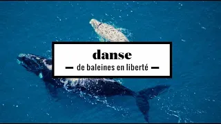 2 minutes d'une danse de baleines en liberté