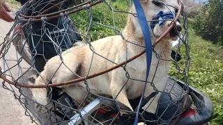 Rescue poor dog tied to the back of a motorbike for sale in slaughterhouse