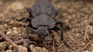 Diabolical Ironclad Beetle: Unlocking the secrets of its super-tough design