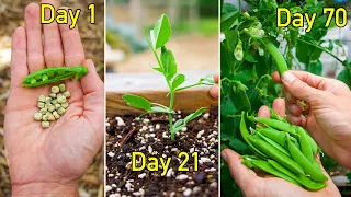 How to Grow Peas, Complete Growing Guide