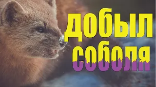 Ловля соболя разными способами | I catch sable with different traps