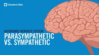 The Autonomic Nervous System: Sympathetic vs. Parasympathetic, Explained