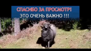 #20 Подборка приколов ЧТО ПРОИСХОДИТ Самые ржачные видео. Новый 100500.