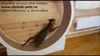 Беговое колесо для кошек открытое, кототрек-тренажер