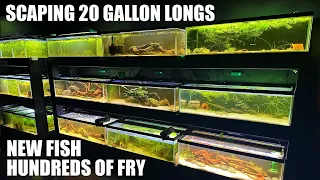 Scaping 20 Gallon Long Aquariums - Fry Frenzy - New Fish - A Day in the Fish Room