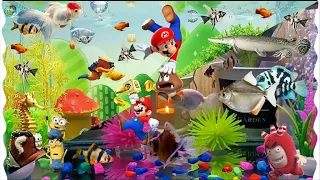 OMG!!! Collection of beautiful ornamental fish, betta fish, goldfish, molly fish, super mario bros