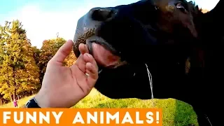 Funniest Pets & Animals of the Week Compilation October 2018 | Funny Pet Videos